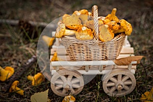 A wooden cart with fresh mushrooms. Vegetarian food.