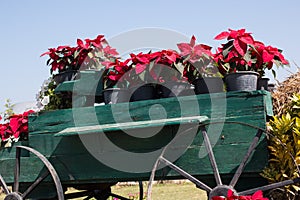 Wooden cart full of colorful flowers