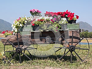 Wooden cart full of colorful flowers