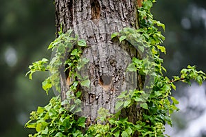 Wooden cavity for woodpecker bird on tree trunk