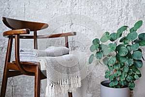 Wooden chair with back and houseplant indoors