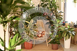 Wooden Chair And Houseplants In Plant Shop Interior