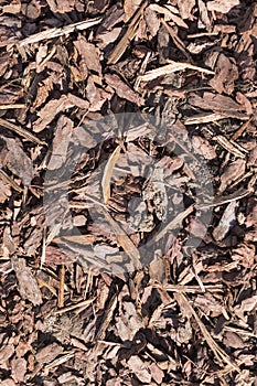 Wooden chips on the ground texture. background.