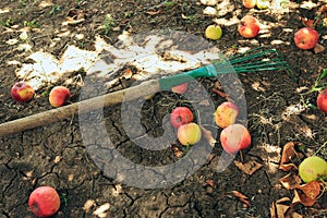 Wooden chopper lying on the ground next to the fallen ripe apples, harvesting, gardening