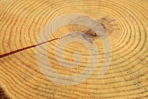 Wooden circle with a split cut
