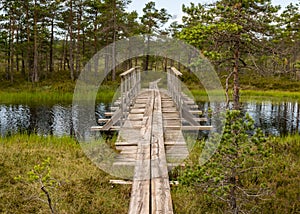 A wooden construction walking bridge in the middle of the swamp. View of the beautiful nature in the swamp - a pond, conifers,