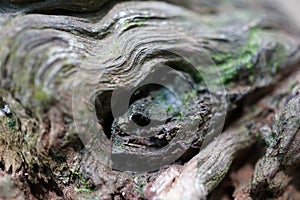 Wooden contours