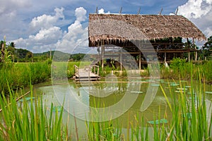 Wooden cottage in rice field and fish pond