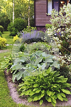Wooden country house with hostas and flowers planted in mixed border.