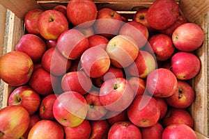 Wooden crate box full of fresh apples