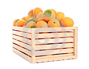 Wooden crate of delicious ripe sweet apricots isolated on