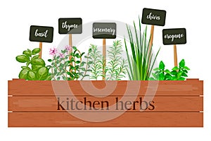 Wooden crate of farm fresh cooking herbs with labels in wooden box. Greenery basil, rosemary, chives, thyme, oregano with text.