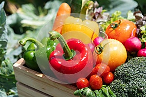 Wooden crate filled with fresh organic vegetables