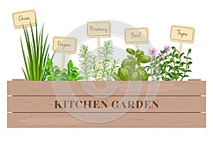 Wooden crate of fresh cooking herbs with labels in wooden box.