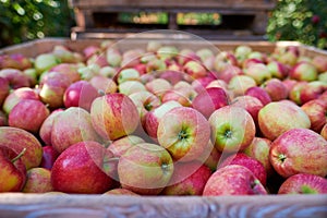 Wooden crate full of fresh apples. harvest of fresh organic apples during autumn fall september in poland in apple orchard