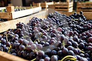 Wooden crate full of freshly harvested black grapes