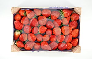 Wooden crate full of freshly harvested strawberries on white background