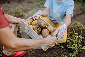 A wooden crate full of potatoes picked from the ground.