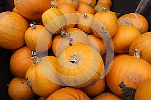 A wooden crate full of various sized Pumpkins
