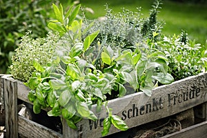 Wooden crate with variety of potted culinary herbs