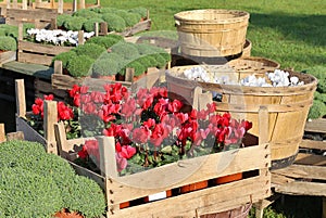 Wooden crates  and basket sfull of cyclamens photo