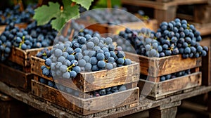 Wooden Crates Filled With Blue Grapes