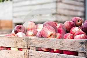 Wooden crates filled with red ripe apples ready for export or juice press