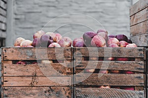 Wooden crates filled with red ripe apples ready for export or juice press