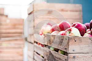 Wooden crates filled with red ripe apples ready for export or juice press