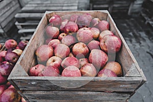 Wooden crates filled with red ripe apples ready for export or juice press