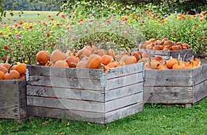 Wooden crates of pumpkins in a field of flowers