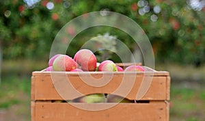 wooden crates  with ripe apples in an orchard