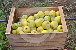 wooden crates  with ripe apples in an orchard