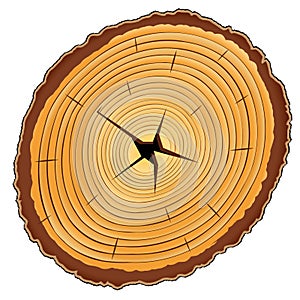Wooden cross section