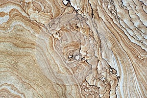 Wooden cross section of tree texture, wallpaper and background with unique pattern