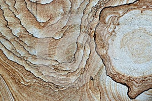 Wooden cross section of tree texture, wallpaper and background with unique pattern, close-up