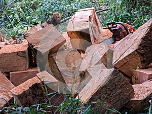 Wooden cube pile cut tree eucaliptus deforestation