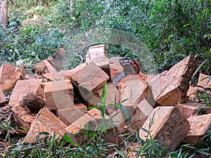 Wooden cube pile cut tree eucaliptus deforestation