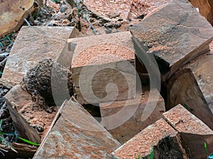 Wooden cube pile cut tree eucaliptus deforestation
