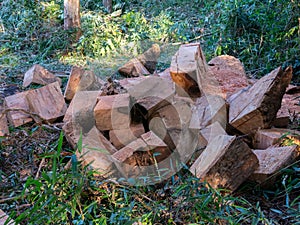 Wooden cube pile cut tree eucaliptus deforestation