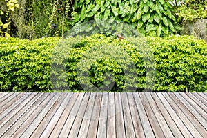 Wooden decking and plant garden.