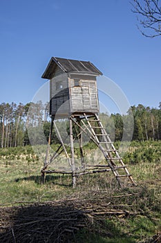 Wooden deer stand looks like elevated tiny house with ladder situated on small glade in the middle of forest, blue sky and sunny