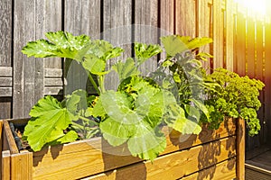 Wooden design potager kitchen table with vegetables and herbs in a garden