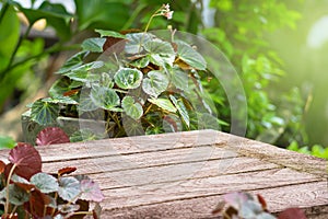 Wooden desk in garden with beautiful house plant and space for product advertisement