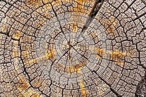 Wooden detailed texture of cut tree trunk or stump, closeup. Rough organic tree rings. Tree trunk cross-section