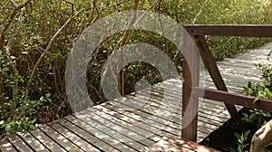 Wooden Dock in Forest - Sunny Path