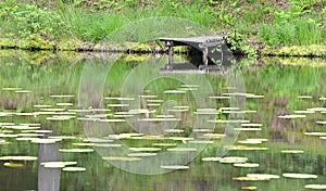 A wooden dock at a pond with water lilies.