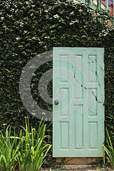 Wooden door with green plant wall