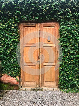 Wooden Door and insulated with vines around them