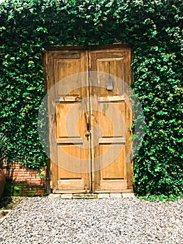 Wooden Door and insulated with vines around them